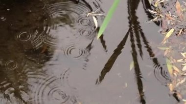 Yağmurlu, bulutlu bir gün. Yağmur damlaları su birikintilerine düşer. Hava tahmini yağmur ve yağış. Su yüzeyine su damlatarak ve sıçratarak. Islak yol. Yağmur mevsimi. nilüferler