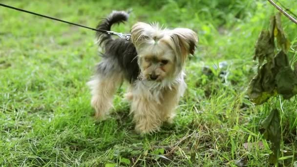 緑の草原の上に立っている間にかわいいヨークシャーテリアの犬が周りを見回す — ストック動画