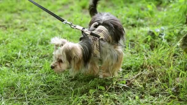 Lindo perro terrier poco yorkshire mira a su alrededor mientras está de pie en un prado verde — Vídeo de stock
