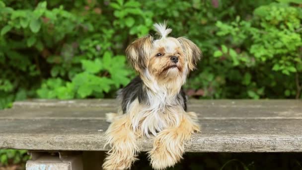 Mignon petit chien terrier yorkshire regarde autour tout en se tenant sur une prairie verte — Video