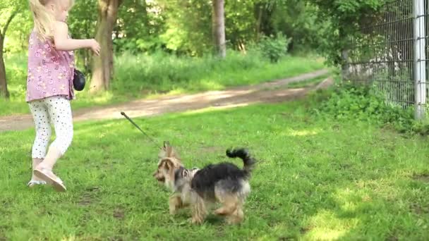 Meisje met een hond in de natuur. klein meisje wandelen met een leuke Yorkshire terriër hond in het park — Stockvideo