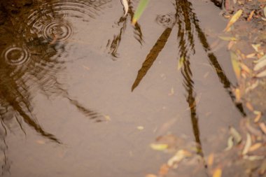 Su damlası yapraklarla gölde dalgalanmalar yapıyor.