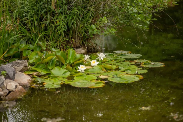 Zomer vijver met witte waterlelies — Stockfoto