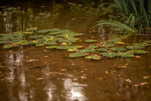 Estanque con lirios de agua hojas en la lluvia — Foto de Stock