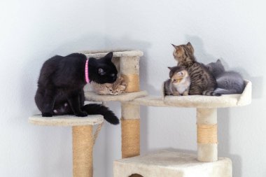 Dört kedi çok katlı bir tırmanma kulesinde eğleniyor. Siyah bir kedi gri bir tekir ile sarılıp yatarken, diğer ikisi güneşli bir odada dinleniyor..