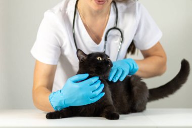 Mavi eldivenli bir veteriner rutin sağlık kontrolü sırasında siyah bir kediyi dikkatlice muayene eder. Atmosfer sakin ve profesyoneldir. Hayvan bakımı kalitesini ön plana çıkarır..