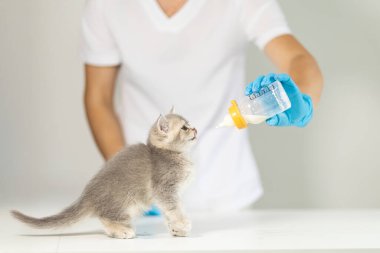 Küçük gri bir kedi yavrusu, bir hayvan barınağında sıcak ve besleyici bir ortam sağlamak için elinde sütle bir şişe tutan bakıcıya yaklaşır..