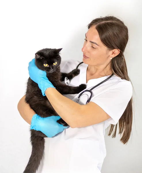 İlgili bir veteriner, bir klinikte hayvan sağlığına olan bağlılığını gösteren mavi eldivenler giyen siyah bir kediyi kollarında tutuyor. Atmosfer sıcak ve profesyonel..
