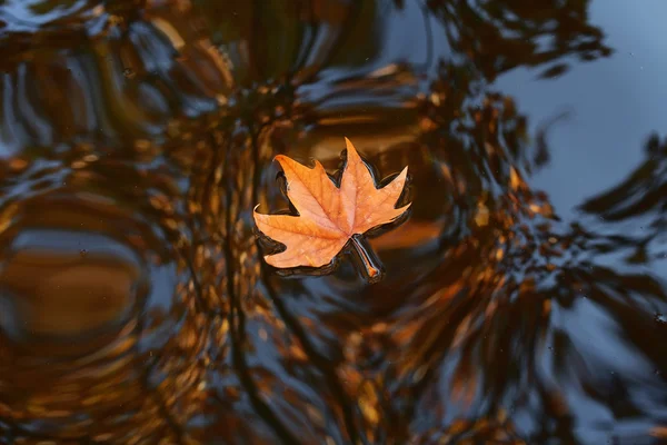 Loneliness: autumn leaf — Zdjęcie stockowe