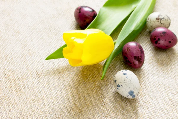 Easter composition with quail eggs and blooming willow, selectiv — Stock Photo, Image