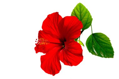 Beyaz zemin üzerinde bir kırmızı ebegümeci