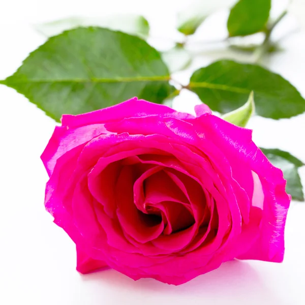 粉红色的玫瑰上白色孤立之花 — 图库照片