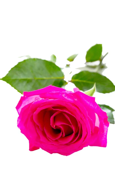 白で隔離ピンクのバラの花 — ストック写真
