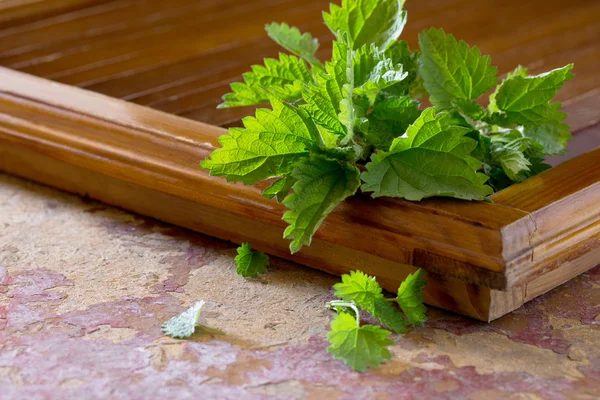 Лікарська рослина свіжий кропив'яний лист на кухонному столі — стокове фото