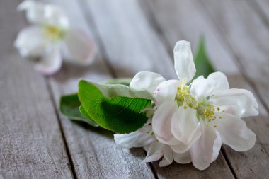 Seçici odak ahşap bir masaya elma ağacı çiçek. Alan