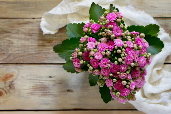 Kalanchoe rózsaszín csokor bloom, hely, a szöveg. — Stock Fotó