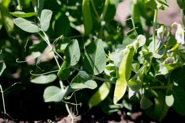 Yetiştirme yeşil bezelye açık havada bakış. Çiçeklenme döneminde