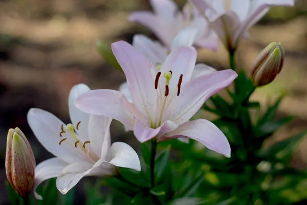 Flowers in the garden of pink and white lilies. Selective focus. — Stock Photo, Image