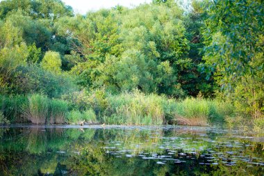 Su günbatımı sahne Nehri üzerinde yansıması. Volga bölgesi,