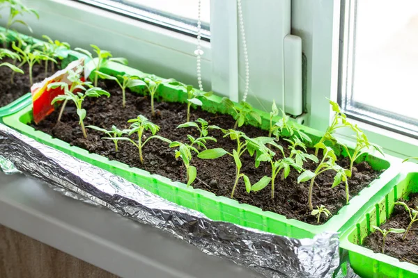 Jeunes Plants Tomates Dans Une Mini Maison Sur Rebord Fenêtre — Photo