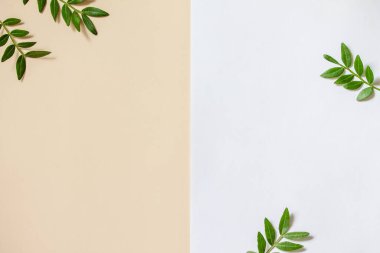 Taze yapraklar için çerçeve, minimalizm tarzı. Yeşil yapraklar ve yelkenli kartlar. Şampanya akımı arka planda. Eko doğa kavramı.