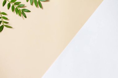 Taze yapraklar için çerçeve, minimalizm tarzı. Yeşil yapraklar ve yelkenli kartlar. Şampanya akımı arka planda. Eko doğa kavramı.