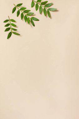 Yelkenli yeşil yapraklar Şampanya eğilimi arka planda. Taze yapraklar için çerçeve, minimalizm tarzı. Eko doğa konsepti. En üstteki düz yerde. Boşluğu kopyala.