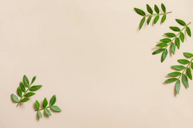 Taze yapraklar için çerçeve, minimalizm tarzı. Yelkenli yeşil yapraklar Şampanya eğilimi arka planda. Eko doğa konsepti. En üstteki düz yerde. Boşluğu kopyala.