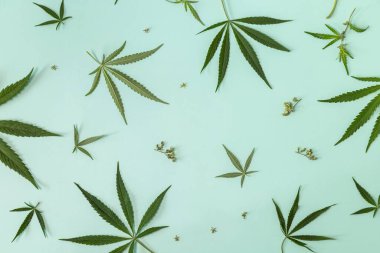 İlaç bitkisi büyüyor. Yeşil pastel arka planda taze yeşil kenevir yaprağı, alternatif tıp ve yasallaştırma kavramı. 