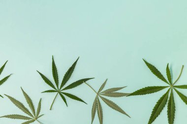 İlaç bitkisi büyüyor. Yeşil pastel arka planda taze yeşil kenevir yaprağı, alternatif tıp ve yasallaştırma kavramı. Boşluğu kopyala.