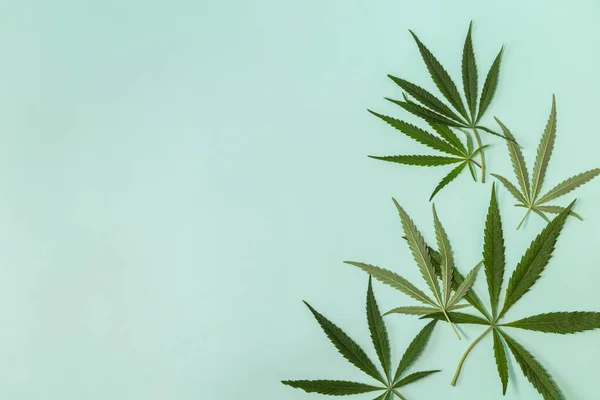 Cultivo Plantas Medicinales Hoja Cannabis Verde Fresco Sobre Fondo Verde — Foto de Stock