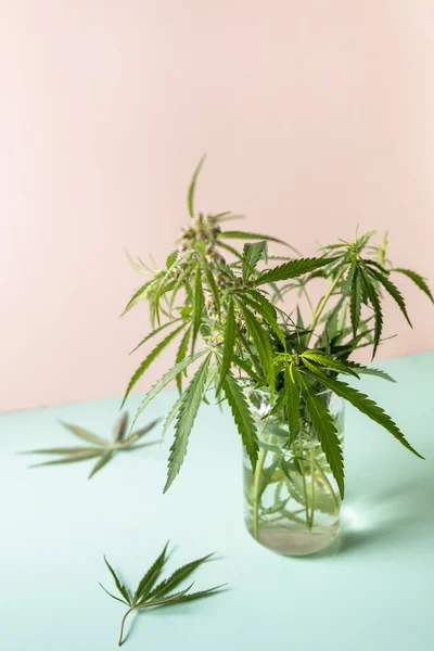 Bylinná Alternativní Medicína Koncepce Kvetoucí Ženské Marihuany Květiny Listy Zeleném — Stock fotografie