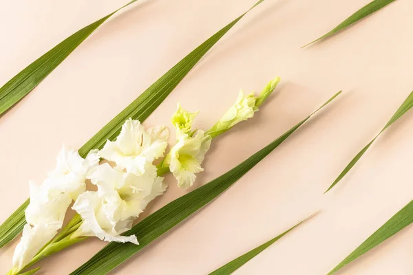 Kreatív Elrendezés Készült Virágzó Fehér Rügy Gladiolus Ellen Egyszerű Bézs — Stock Fotó
