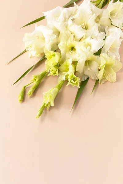 Layout Creativo Realizzato Bocciolo Gladiolo Bianco Fiore Sullo Sfondo Beige — Foto Stock