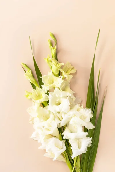 Layout Creativo Realizzato Bocciolo Gladiolo Bianco Fiore Sullo Sfondo Beige — Foto Stock