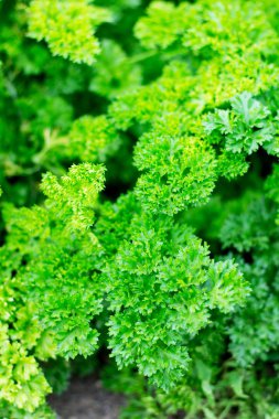 Taze yeşil maydanoz bir ot Bahçe, seçici odak.