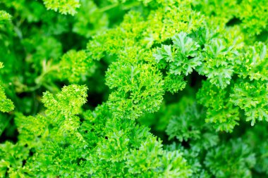 Taze yeşil maydanoz bir ot Bahçe, seçici odak.