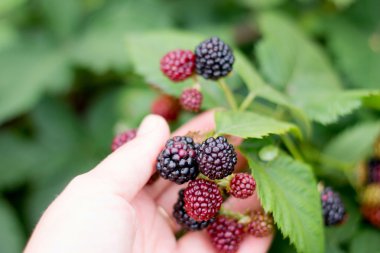 Böğürtlen üstünde palmiye bahçesinde hasat