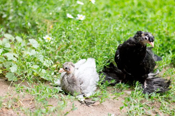 Deux pigeons nichant bébé dans l'herbe verte — Photo