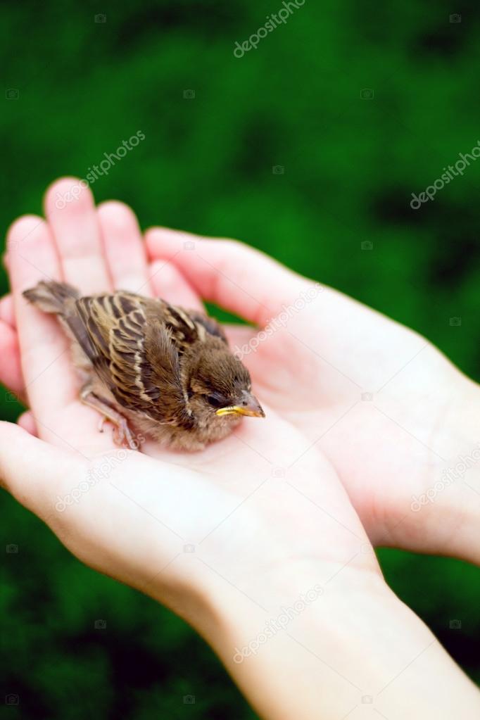 The young bird of the sparrow chicks yellow beak in female hands