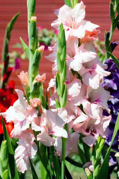 Flowers pink, red, blue gladiolus outdoors — Stock Photo, Image