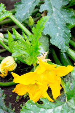 Kara toprağı toprak, parlak sarı çiçek kabak ekili 