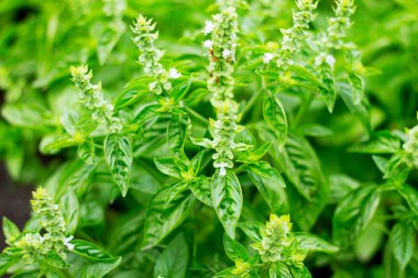 Tarım: yeşil Bahçe, harvest yılında yeni fesleğen