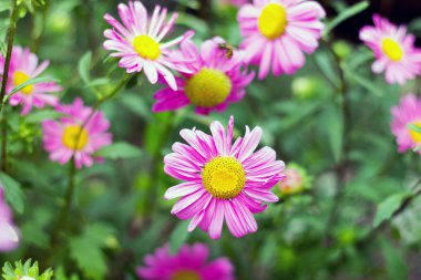 New England Aster Çiçek Bahçe, seçici odak çiçek açan