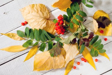 Sonbahar yaprakları ve Beyaz ahşap zemin üzerinde dağ kül