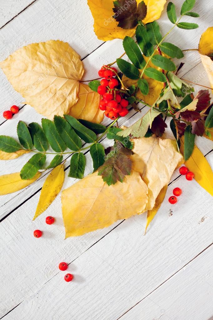 Autumn leaves and mountain ash on a white wooden background