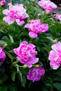 Pembe Şakayık çiçeği bush tam Bloom