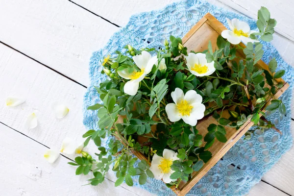 Çiçek açması ile yeşil yabani gül dalı beyaz arkasında bırakır — Stok fotoğraf