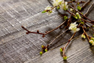 Ahşap arka plan üzerinde kiraz Şubesi çiçeklenme, metin için yer