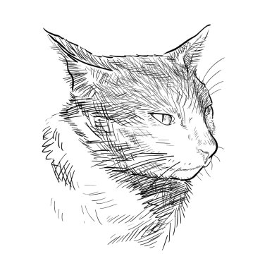 Kedi kroki çizim